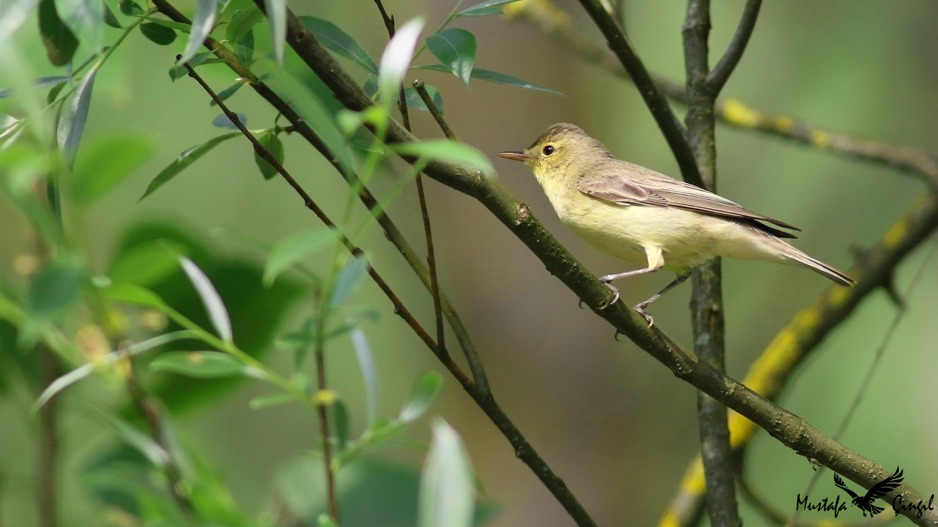 Icterine Warbler